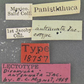 Media type: image; Entomology 18757   Aspect: labels